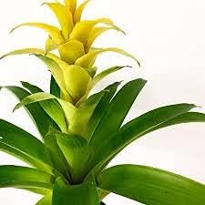 Yellow Bromeliad Tillandsia Bulbosa Plant Seeds for Planting-Heirloom & Non-GMO Seeds for planting