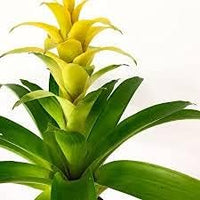 Yellow Bromeliad Tillandsia Bulbosa Plant Seeds for Planting-Heirloom & Non-GMO Seeds for planting