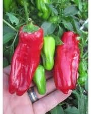 Aleppo Red Pepper Capsicum annuum for planting in urban garden
