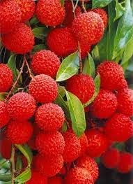 Yangmei Fruit Seeds for Planting - Unique and Sweet Asian Fruits, Heirloom Seeds for Home Garden