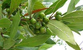 Bay Laurel Fruit Seeds for Growing Aromatic and Flavorful Laurel Trees 100 Pcs pcs