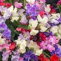 Odoratus Flower Seeds for Planting - NON GMO Seeds