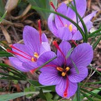 Sativus Flower Planting Seeds for Garden NON GMO Seeds