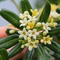 Pittosporum Tobira Flower Seeds for Planting ƒ?? Fresh, Organic, Heirloom, Non-GMO Shrub Seeds for planting in your garden.