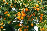 Kumquat Fruit Seeds for Cultivation – 40 Seeds 100 Pcs pcs