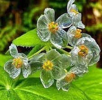 Skeleton Flower Seeds for Garden Planting - NON GMO Seeds for planting in home garden