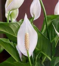 Peace Lily Plant Seeds for Planting - NON GMO Seeds