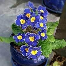 Heirloom Non-GMO Primrose Flower Seeds for Planting – Early Blooming Perennials for Colorful Gardens - Non-GMO for planting in home garden