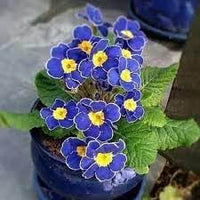 Heirloom Non-GMO Primrose Flower Seeds for Planting – Early Blooming Perennials for Colorful Gardens - Non-GMO for planting in home garden