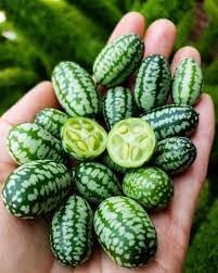 Mini Melon Fruit Seed Pack for Small, Sweet Melon Varieties 100 Pcs pcs