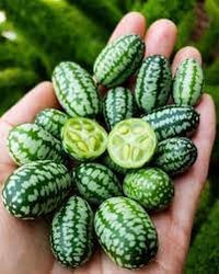 Mini Melon Fruit Seed Pack for Small, Sweet Melon Varieties 100 Pcs pcs