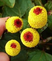 Organic Acmella Flower Seeds for Planting ƒ?? Heirloom, Non-GMO