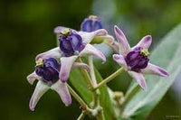 Organic Calotropis Flower Seeds for Planting – Heirloom, Non-GMO