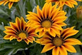 Giant Gazania Flower Seeds for Garden - NON GMO Seeds