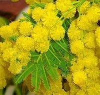Mimosa Flower Seeds for Garden - NON GMO Seeds