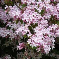 BeautyBush Flower Seeds for Planting – Organic, Heirloom, Non-GMO Flowering Shrub Seeds