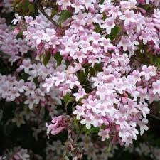 BeautyBush Flower Seeds for Planting ƒ?? Organic, Heirloom, Non-GMO Flowering Shrub Seeds