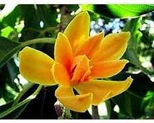 Champa Flower Seeds for Planting - NON GMO Seeds