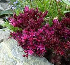 Sedum Spurium Flower Seeds for Planting - NON GMO Seeds