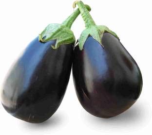 Big Gajraj Eggplant Solanum melongena for planting in home gardening