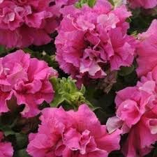 Pink Double Petunia Flower Seeds for Planting - Heirloom, NON-GMO Seeds - Vibrant Garden Blooms for planting in home garden