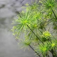Heirloom Papyrus Plant Seeds for Garden Planting, Non-GMO, Ornamental Water-Loving Foliage - Papyrus for planting in home garden