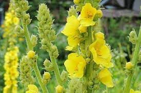 Verbascum Flower Seeds Heirloom Non GMO Planting - 100 pcs for planting in home garden