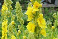 Verbascum Flower Seeds Heirloom Non GMO Planting - 100 pcs for planting in home garden
