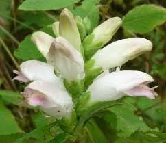 Chelone Glabra Flower Seeds – Heirloom Non-GMO Seeds for Moist and Shade Garden Planting
