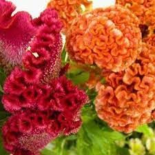 Celosia Flower Planting Seeds for Garden NON GMO Seeds for planting in home garden