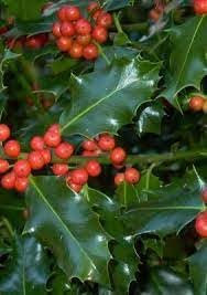 Ilex Aquifolium English Holly Seeds - Ideal for Bonsai or Ornamental Gardens, Heirloom Seeds