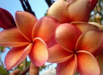 Orange Frangipani Flower Seeds for planting in home garden