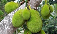 Green Jackfruit Seeds for Planting – Sweet and Nutritious Jackfruit for Tropical Gardens, GMO Free