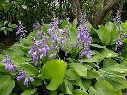 Heirloom Non-GMO Ventricosa Hosta Flower Seeds for Planting