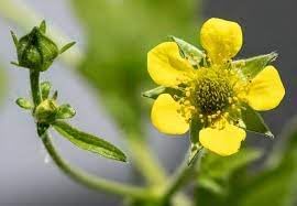 Heirloom Urbanum Flower Seeds for Garden Planting, Non-GMO, Geum Blooms for Cottage Gardens