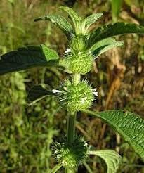 Hyptis Plant Seeds for Planting - 100 pcs seeds for planting in home garden