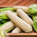 Zucchini Vegetable Seeds for Planting heirloom & Non-GMO Seeds