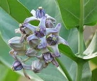 Gigantea Flower Seeds for Planting - 100 pcs