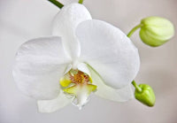 Orchid Flower Seed for Planting 100 pcs - Flower for planting in home garden