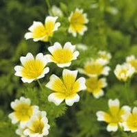 Limnanthes Flower Seeds for Planting, Heirloom, Non-GMO, 100 pcs for planting in home garden