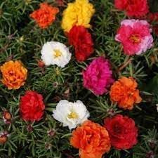 Moss Rose Mixed Color Heirloom Seeds for Planting Non-GMO Garden Seeds for Beautiful Blooms