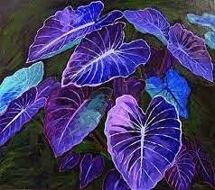 Caladium Dark Blue Flower Seeds for Planting NON GMO Seeds for planting in home garden