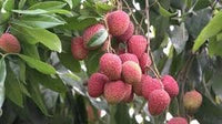 Seagrape Fruit Seeds - Rare, Sweet and Juicy, Ideal for Coastal Gardens