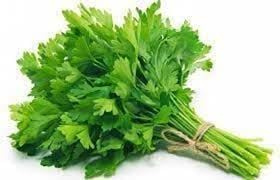 Coriander leafy herb seeds for herb garden planting