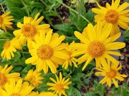 Arnica Montana Flower Seeds for Planting - 100 Pcs pcs