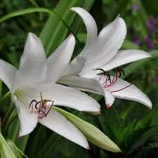 100 Pcs