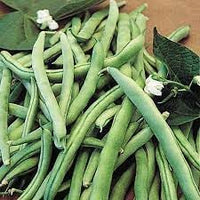 Bean Seeds for Planting - 100 Pcs pcs