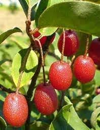 Goumi berry Elaeagnus multiflora seeds for hardy wild garden