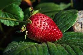 Rare Competition Mango Seeds - Cultivate Trophy-Worthy Tropical Fruits 100 Pcs pcs