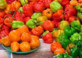 Sweet Pepper Mix Capsicum annuum seeds for planting